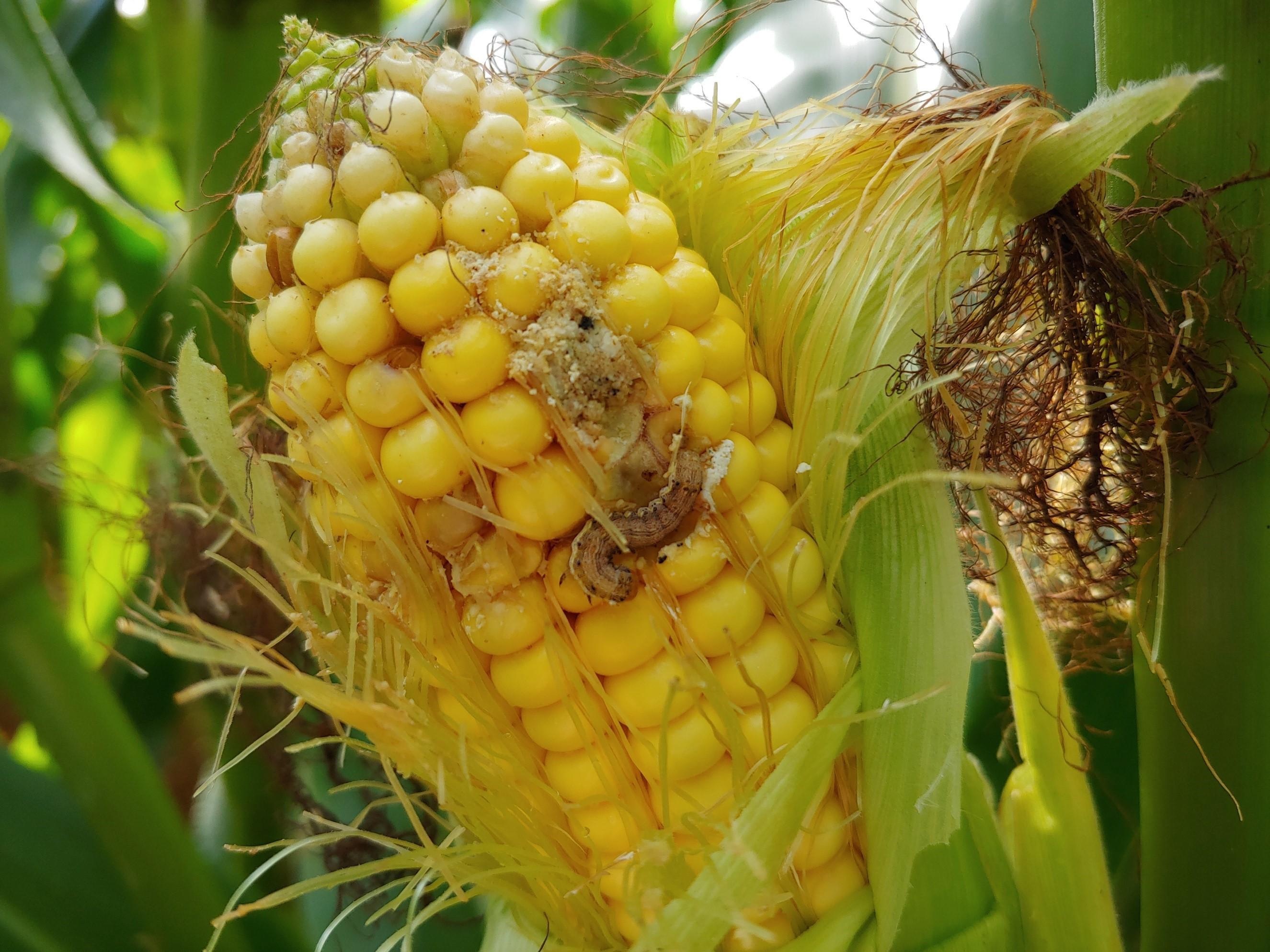 Image of a corn earworm larva