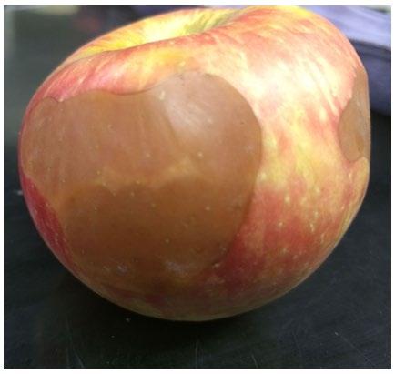 Figure 1. Soft scald as a result of chilling sensitivity in Honeycrisp apple. Picture Source: Dr. Macarena Farcuh, University of