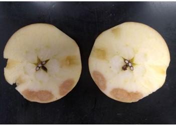 Figure 2. Soggy breakdown as a result of chilling sensitivity in Honeycrisp apple. Picture Source: Dr. Macarena Farcuh, University of Maryland.