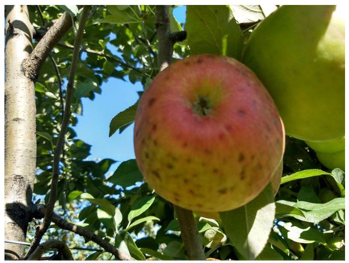 Figure 3. Honeycrisp apple with lesions and brown discoloration due to bitter pit. Picture Source: Dr. Macarena Farcuh, University of Maryland.