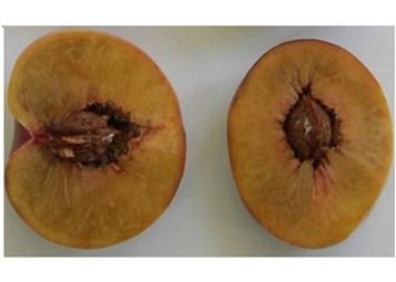 Figure 4. Symptoms of flesh browning and mealiness in peaches as a result of chilling injury. Picture Source: Dr. Macarena Farcuh, University of Maryland.
