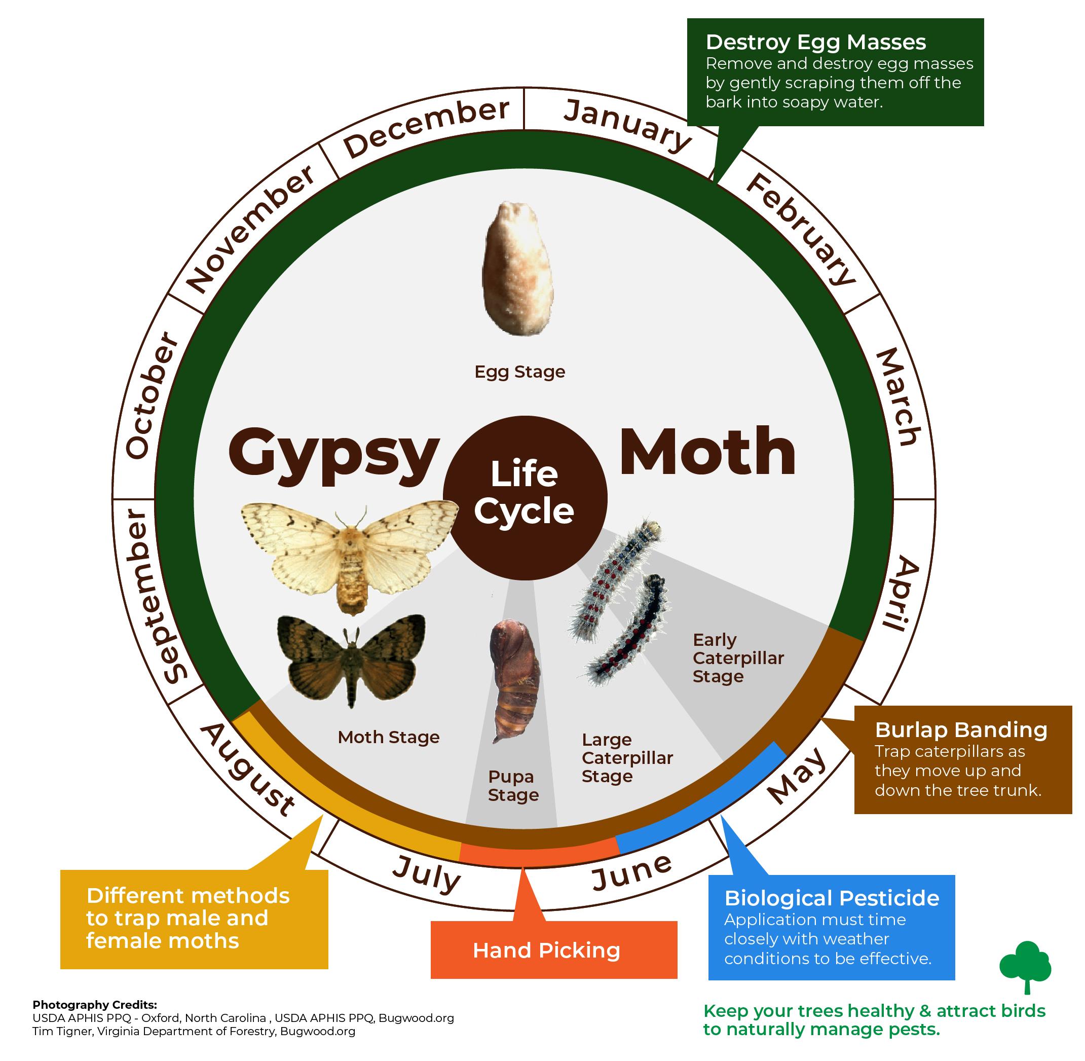 Gypsy moth life cycle infographic