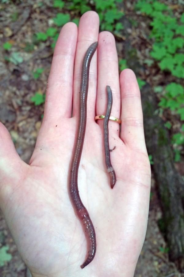 side by side comparison of invasive earthworms
