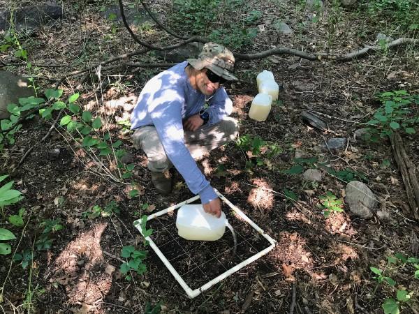 student pours mustard water solution on the ground to test for invasive worms