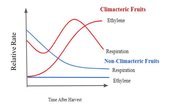 Figure 1. Fruit ripening patterns of climacteric versus nonclimacteric fruits. (Source: UC Davis).