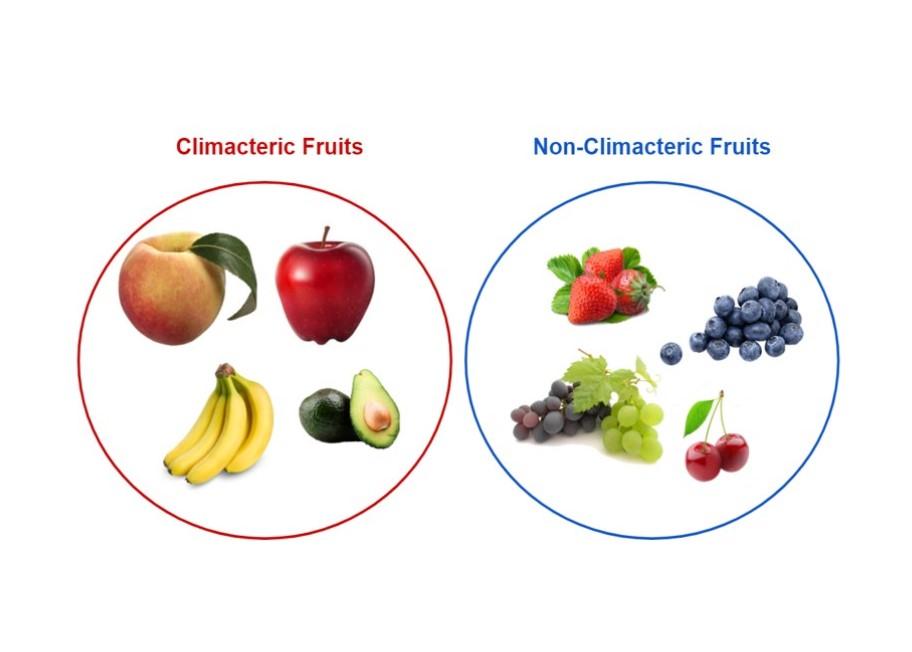 Figure 2. Examples of climacteric fruits and non-climacteric fruits.