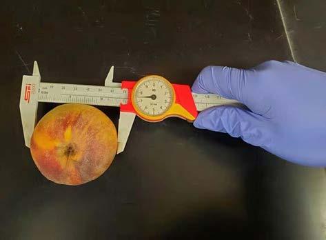 Figure 3. Using a hand-held caliper to measure the diameter of peach. Source: Yixin Cai, University of Maryland.