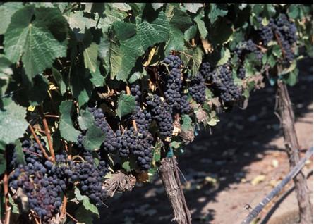 Pinot noir grapes; Image: Edwin Remsberg