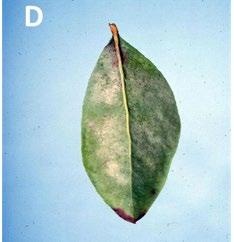 Fig 1D. Powdery Mildew, Florida Dept. of Agriculture.