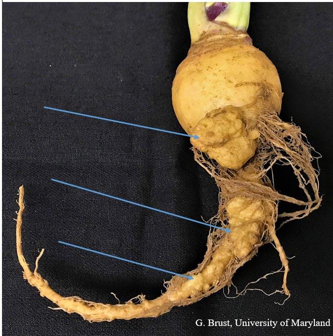 Fig. 1 Club root disease on rutabaga, galls on main tap root (arrows).