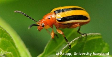 Fig. 1 Adult three lined potato beetle. Image: M. Raupp, University of Maryland