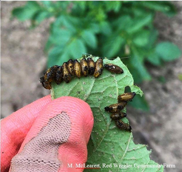 Fig. 2 Three lined potato beetle larvae covered in feces lined up to feed. Image: M. McLearen, Red Wiggler Community Farm 