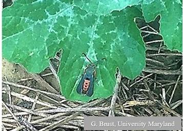 Fig. 1 Adult squash vine borer at rest. Image: G. Brust, University of Maryland