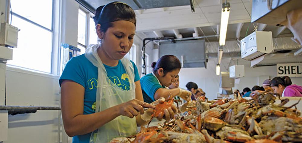 Image of workers picking crabs