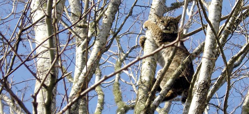Bobcat in a tree. Photo by  Don Breville, US Fish and Wildlife Service