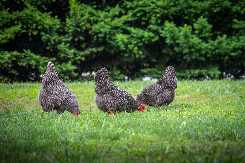 Backyard Chicken Flock
