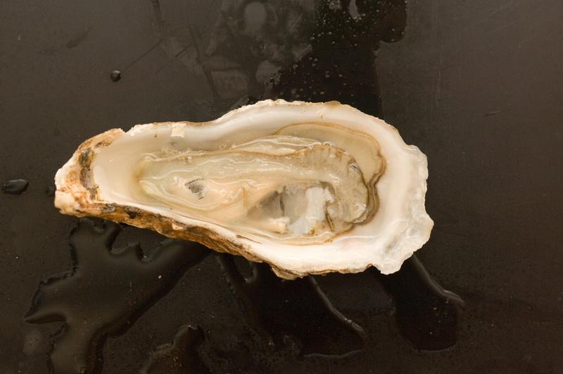 Half shell of an oyster