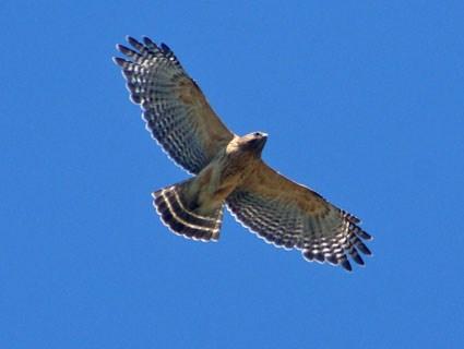 Red-shouldered hawk in flight. Photo © striatus, Maryland, May 2010