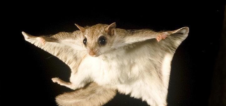 Southern flying squirrel gliding. Photo courtesy of www.crittercontroltriangle.com