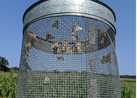 Figure 1. Corn earworm moths in a pheromone trap at the Central Maryland Research and Education Center in Beltsville.