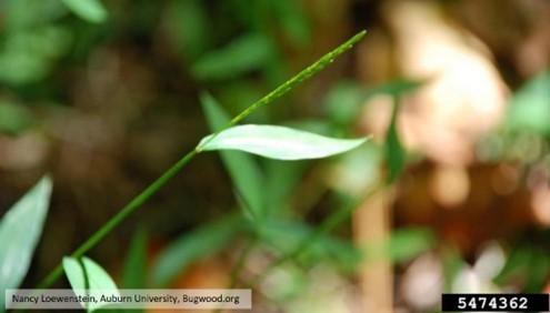Figure 2. Japanese stiltgrass seed head emerging. Image: Nancy Loewenstein, Auburn University, Bugwood.org