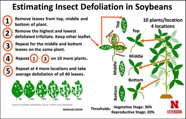 Figure. 3 Sampling soybean defoliation. Infographic by Justin McMehan, University of Nebraska.