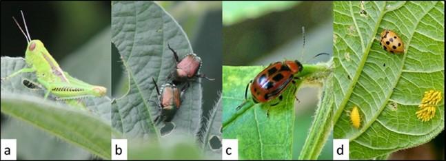 Figure 1. a) Grasshopper, photo from Prairielands FS. b) Japanese beetle, photo from Prairielands FS. c) Bean leaf beetle (they can also be yellow or lack spots), photo by Wikimedia Commons. d) Mexican bean beetle, photo from University of Maryland Extension.