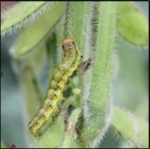 Figure 4. Corn earworm (also known as podworm). 