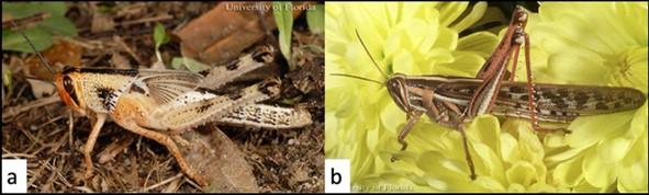 Figure 6. a) Grasshopper nymphs range from having no wings to having wing pads like the one pictured, but these do not cover the abdomen. Photo by Lyle J. Buss. b) Adult grasshoppers have wings that cover their abdomen. Photo by John L. Capinera.