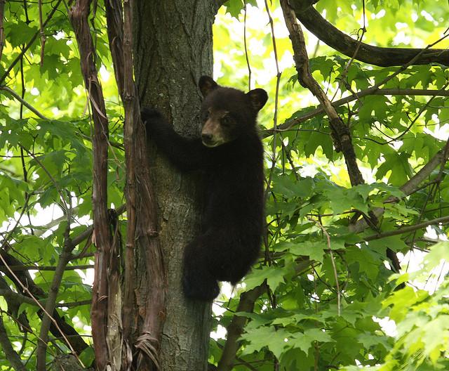 Black bear cub, Garrett County MD, 2009. Photo by Mikey  Lutmerding, Maryland  Biodiversity Project