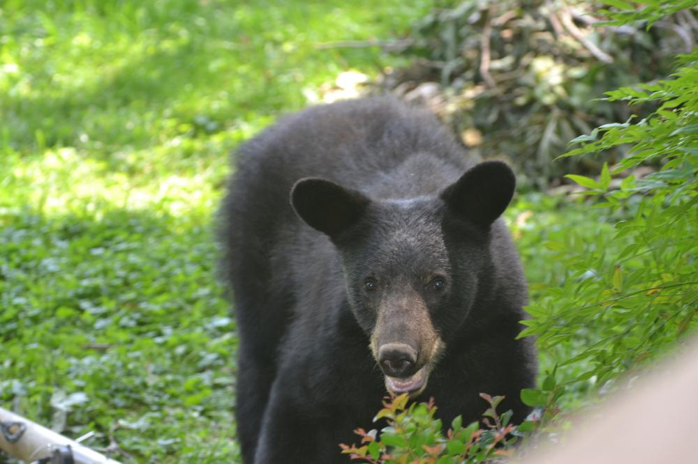 Black bear in suburban yard