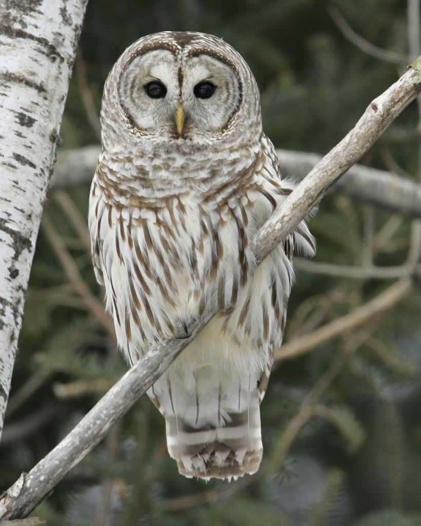 Barred owl roosting on a branch