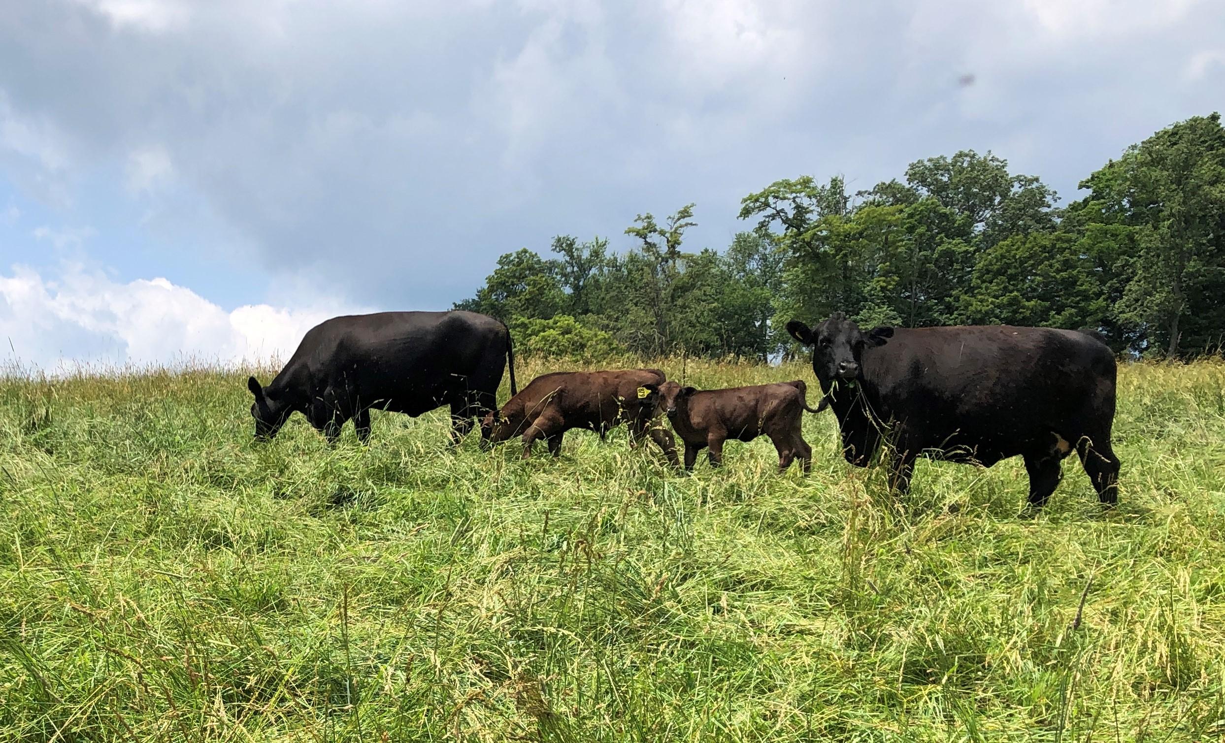 Beef cows and calves grazing