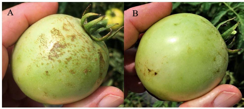 Fig. 2 Exposed to rain side of fruit (A) and the underside of same fruit (B).