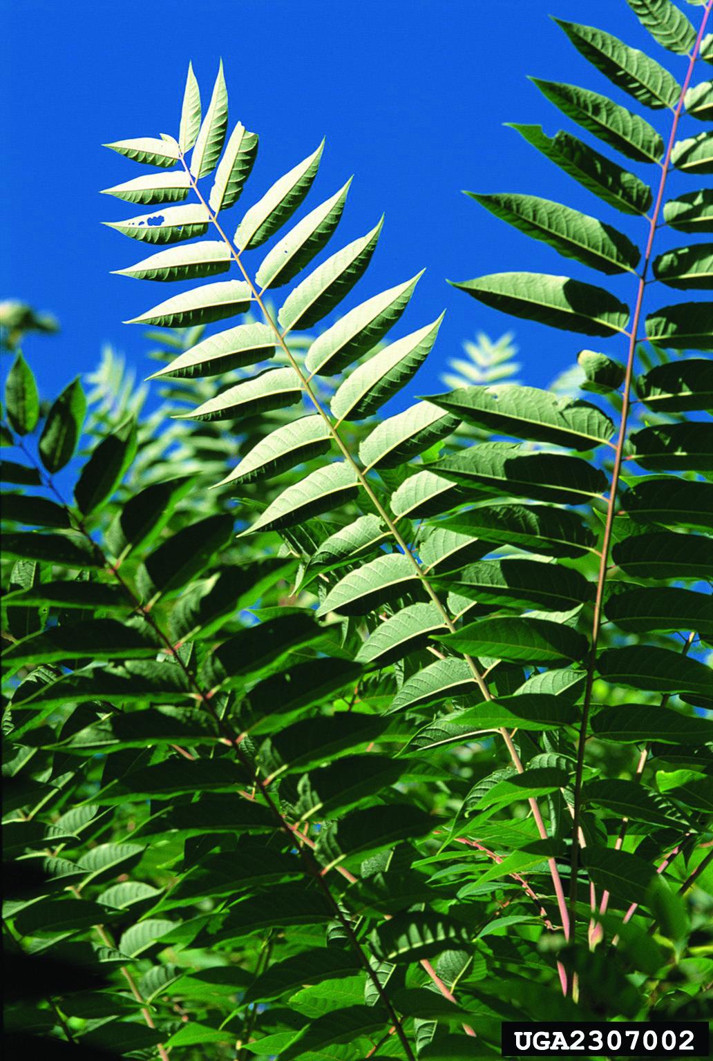 Tree-of-heaven (ailanthus). Photo by James H. Miller, USDA Forest Service,  invasive.org