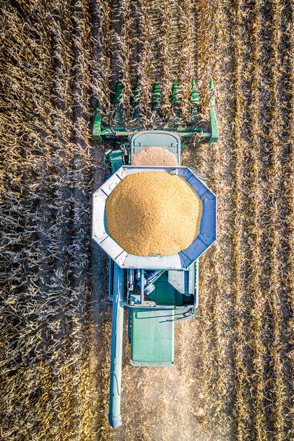 Corn harvest 