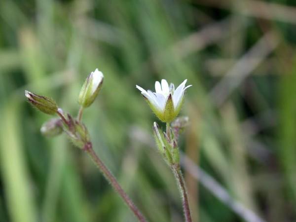 flowers of field chickweed