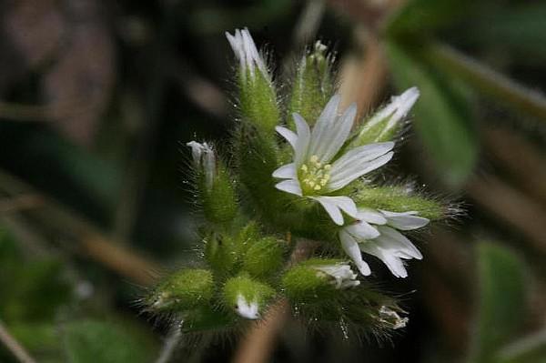 white flowers of sticky chickweed