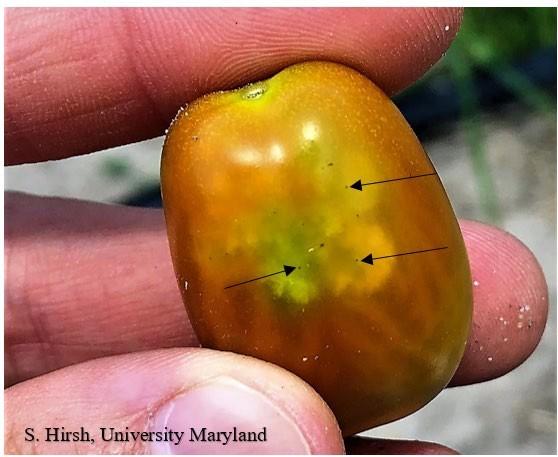 Fig. 2 In the center of each cloudy spot is a tiny black dot (arrows) where stinkbug mouthparts penetrated into the tomato.
