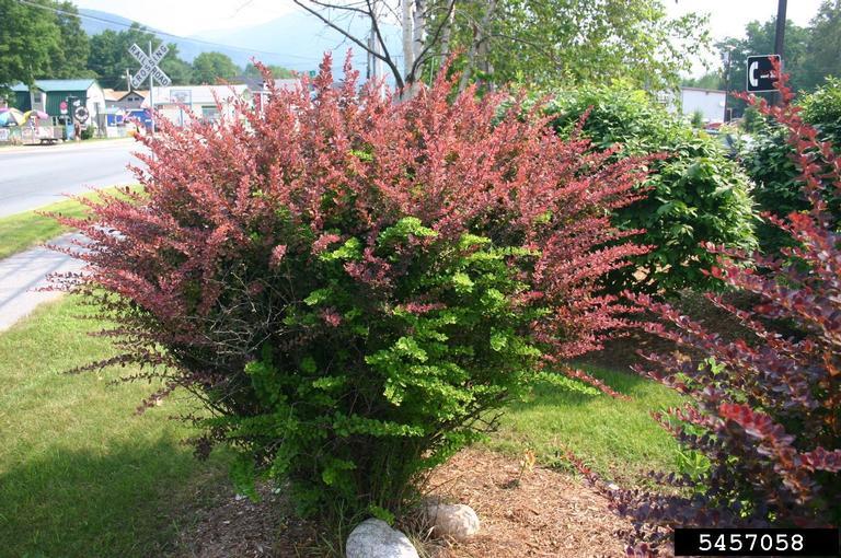 Japanese barberry as an ornamental planting. Photo by Leslie J. Mehrhoff, University of Connecticut, Bugwood.org 