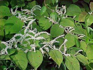 Japanese knotweed plants and flowers.  Photo by Britt Slattery, US Fish & Wildlife Service