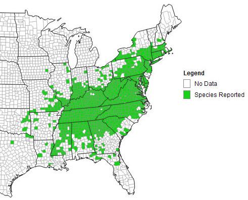 Japanese stiltgrass distribution map (eddmaps.org)