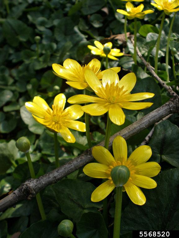 Lesser Celandine flowers. Photo by Ansel Oommen, bugwood.jpg