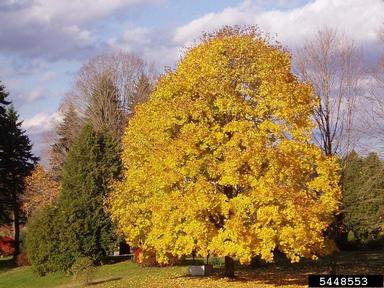 Norway maple in fall. Photo by Leslie Mehrhoff, University of Connecticut, bugwood.org