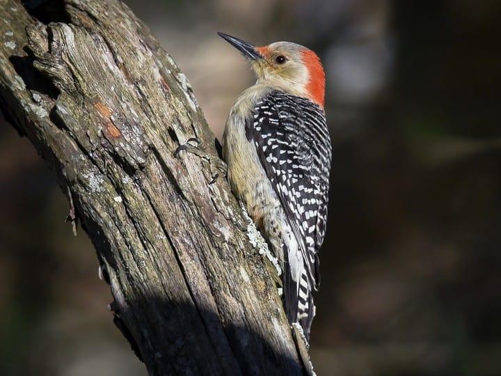 Adult female Red-bellied woodpecker. Photo © Scott Martin, Macaulay Library/Cornell Lab of Ornithology