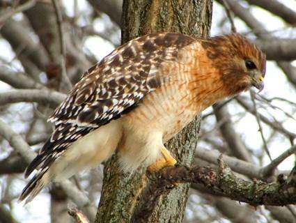 Red-shouldered hawk perched in tree