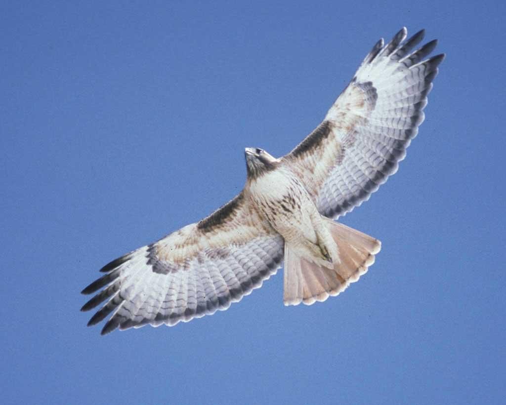Underside of soaring red-tailed hawk