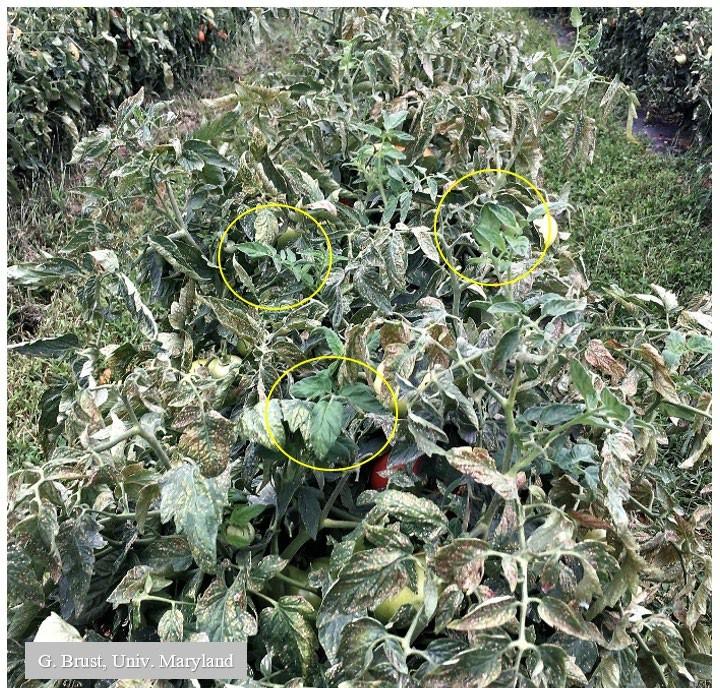 Fig. 2 Severe thrips feeding damage to a tomato field--leaves should be green (circles) not speckled brown.