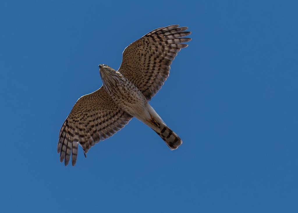 Sharp-shinned hawk in flight. Photo by Bonnie Ott, Maryland Biodiversity Project