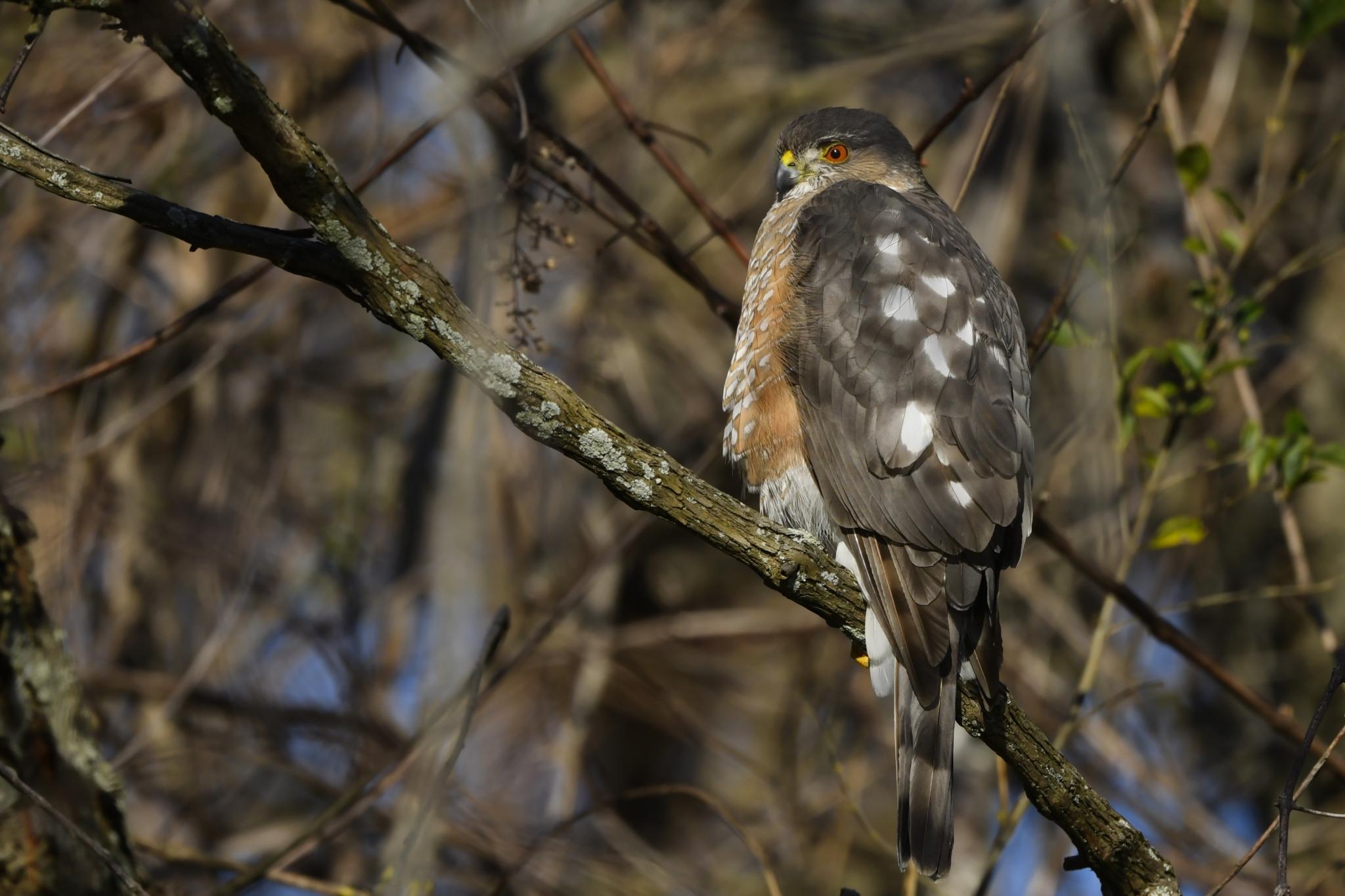 Sharp-shinned hawk perched on a branch